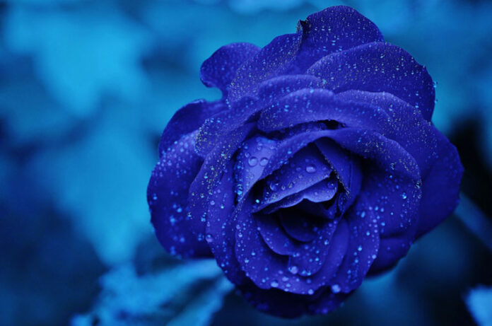 beautiful-blue-flowers-natures-tranquil-masterpieces this blog is very alluring and interesting about beautiful blue flowers.