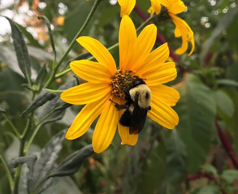 Bees Sleep in Flowers: Unveiling the Enigma