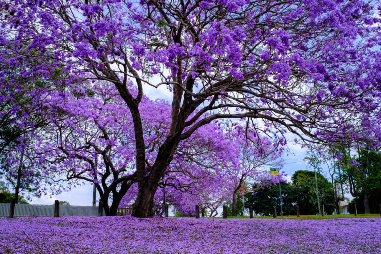 Purple Flowering Trees: A Guide to Adding Color to Your Garden